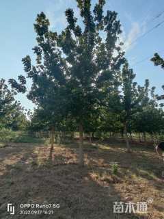 18公分金叶复叶槭