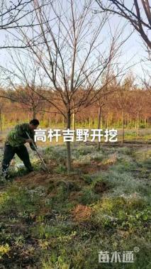 12公分日本晚樱