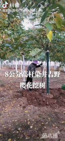 14公分高杆染井吉野樱