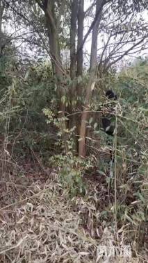 110公分(5杆)丛生朴树