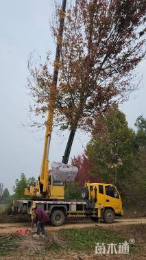 12公分美国红枫