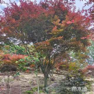 15公分日本红枫