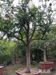 高度400厘米石榴