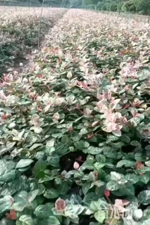 25厘米花叶络石