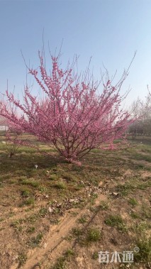 高度500厘米蜡梅