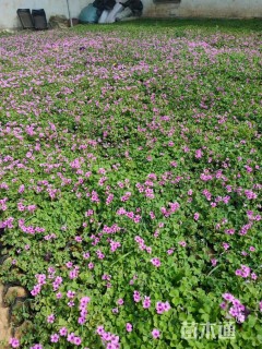 高度20厘米红花酢浆草