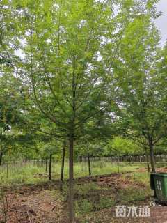 18公分枫杨