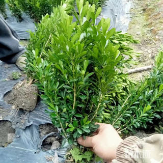 高度70厘米瓜子黄杨