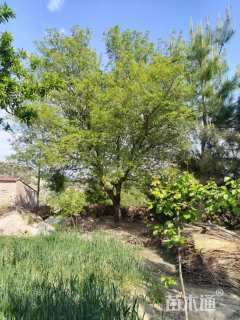 30公分造型榆树