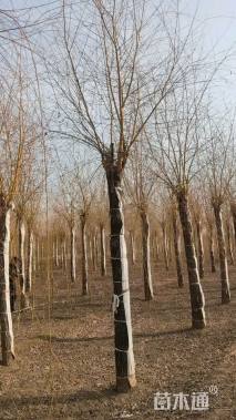 20公分金丝垂柳