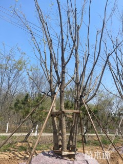 高度1200厘米丛生五角枫