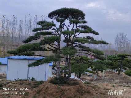 20公分造型油松