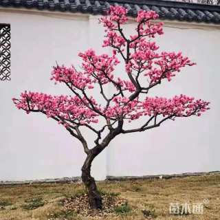 30公分造型红梅