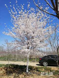 20公分染井吉野樱