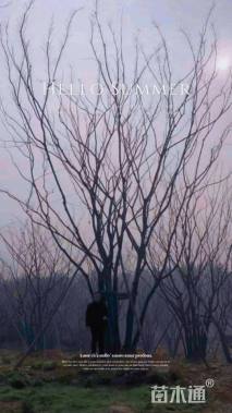 10公分(5杆)丛生朴树