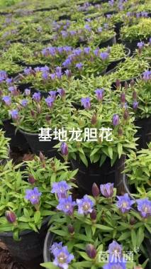 高度20厘米龙胆鼠尾草