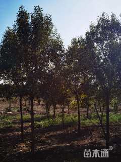 11公分大叶女贞