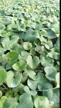 高度20厘米大吴风草