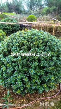 冠幅200厘米海桐球