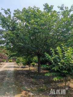 25公分染井吉野樱