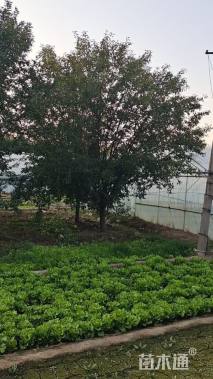 15公分绚丽海棠