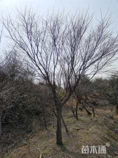 13公分中国红枫