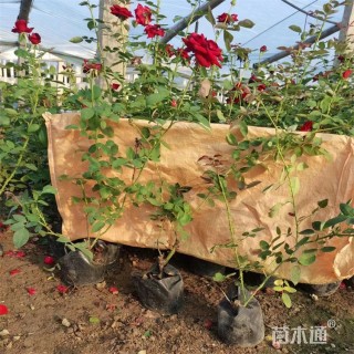 高度45厘米大花月季 多色重瓣