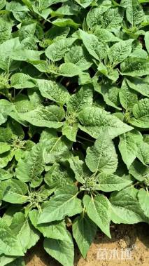 高度20厘米向日葵