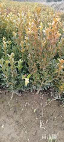 高度3060厘米小叶黄杨