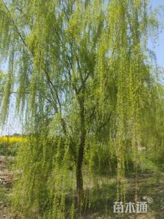 25公分柳树
