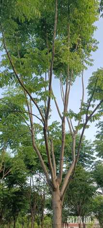 13公分黄山栾树