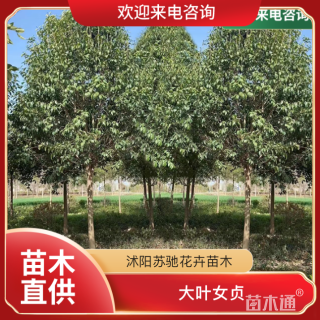 10公分大叶女贞