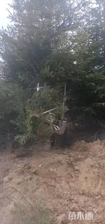 高度600厘米云杉