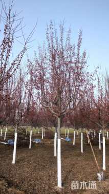 高度400厘米红珠宝海棠