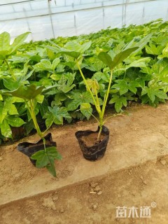 高度30厘米八角金盘