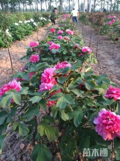 高度35厘米牡丹