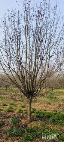 15公分绚丽海棠