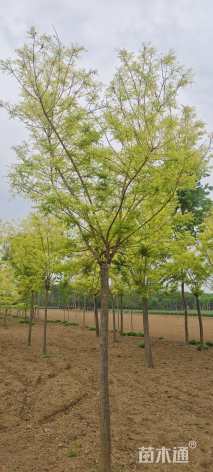 15公分金枝槐