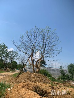 70公分造型乌桕