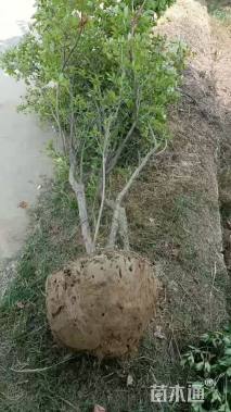 高度300厘米映山红