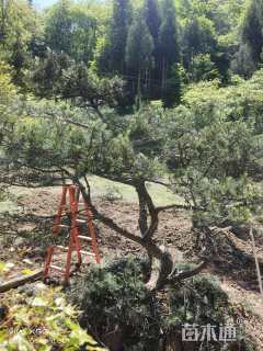 高度250厘米黑松