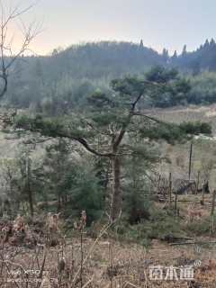 高度400厘米黑松