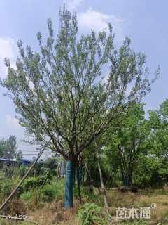 25公分朴树