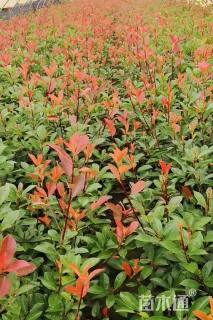 0.8公分红叶石楠