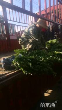 高度40厘米金森女贞小苗