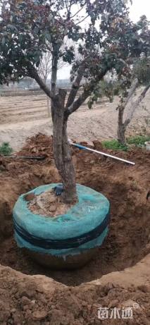 高度180厘米古桩月季