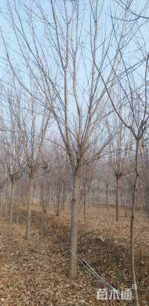 18公分美国红枫