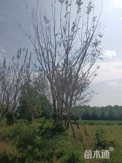 高度900厘米丛生河桦