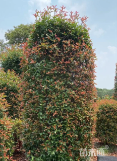 40公分红叶石楠绿篱