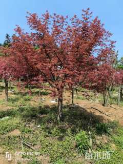 24公分日本红枫